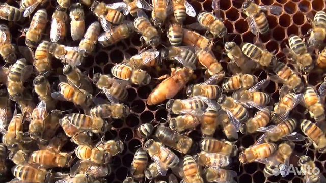 Пчеломатки F1 плодные купить на Зозу.ру - фотография № 2