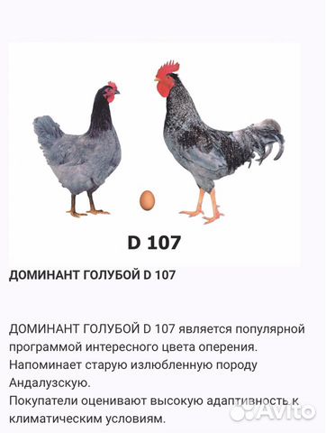 Доминант 104 порода