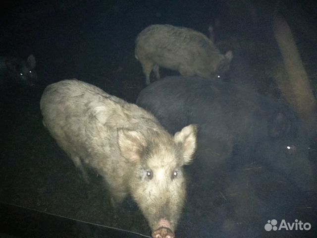Продам свиней полукровок купить на Зозу.ру - фотография № 7