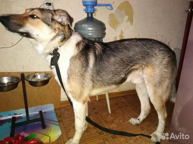 Собака метис 9 месяцев купить на Зозу.ру - фотография № 2