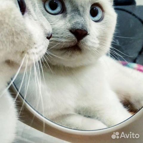 Кошка Кошка