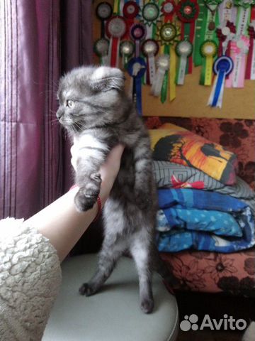 Отдам котят в добрые руки купить на Зозу.ру - фотография № 5