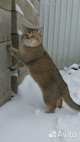 Вязка кота купить на Зозу.ру - фотография № 3