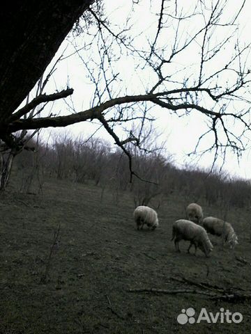 Овцы матки с ягнятами 25 голов митис купить на Зозу.ру - фотография № 1