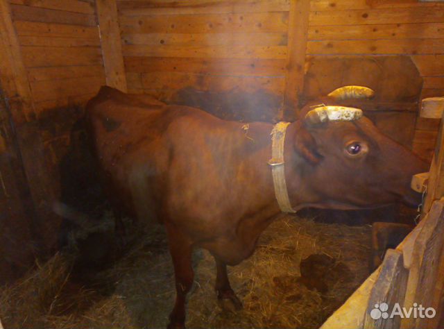 Красно - горбатовская корова и бычек купить на Зозу.ру - фотография № 1