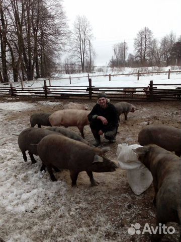 Продаются свиньи, поросята, свиноматки купить на Зозу.ру - фотография № 5