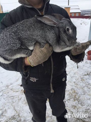 Серый кролик (самка) купить на Зозу.ру - фотография № 1
