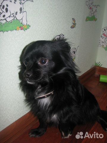 Потеряна собака черная с.Локня порода чахуахуа купить на Зозу.ру - фотография № 1