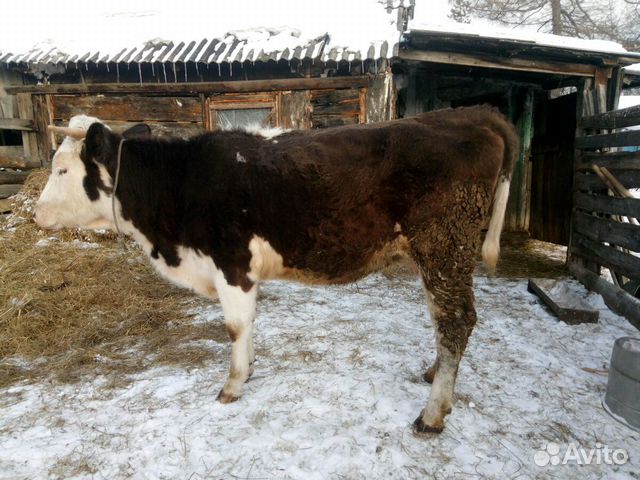 Вкусная корова купить на Зозу.ру - фотография № 3