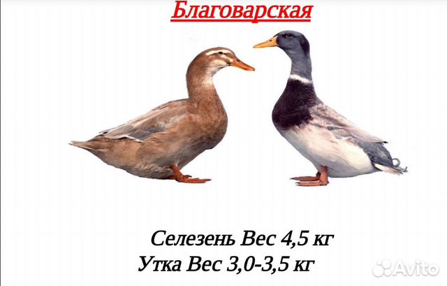 Домашняя птица на заказ купить на Зозу.ру - фотография № 9
