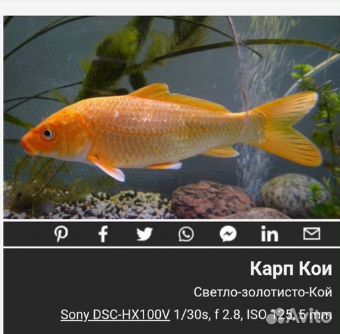 Золотая рыбка купить на Зозу.ру - фотография № 4
