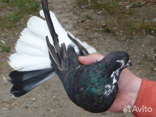Продам николаевских голубей купить на Зозу.ру - фотография № 1