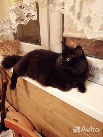 Кошка Маргоша Кошка Маргоша