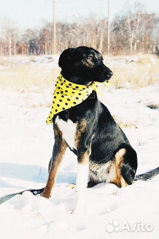 Необычного окраса собака Гера в дар купить на Зозу.ру - фотография № 2