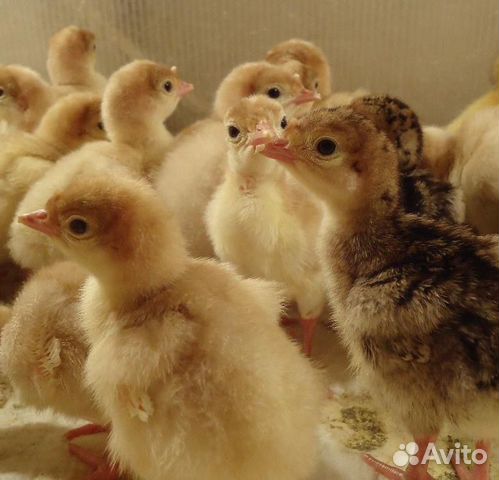 Цыплята, утята, индюшата, гусята купить на Зозу.ру - фотография № 6