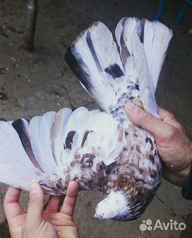 Бакинские мраморные голуби купить на Зозу.ру - фотография № 1