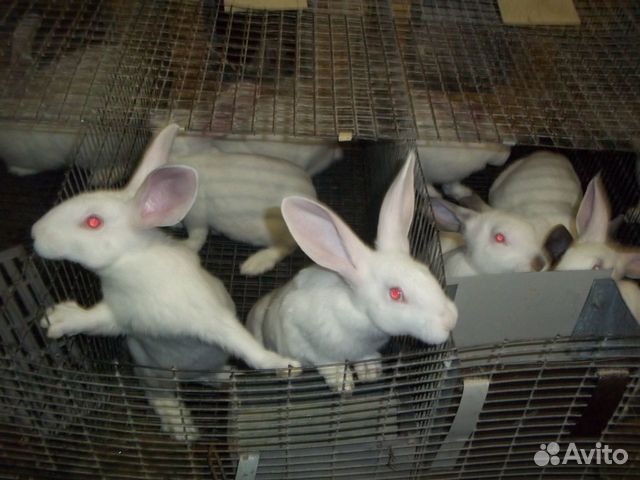Продам кроликов "Хиколь" купить на Зозу.ру - фотография № 7