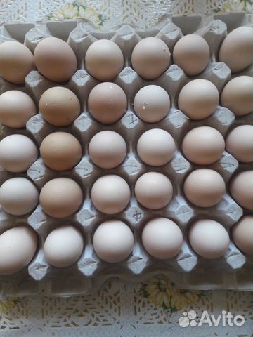 Инкубационное яйцо породистых кур купить на Зозу.ру - фотография № 9