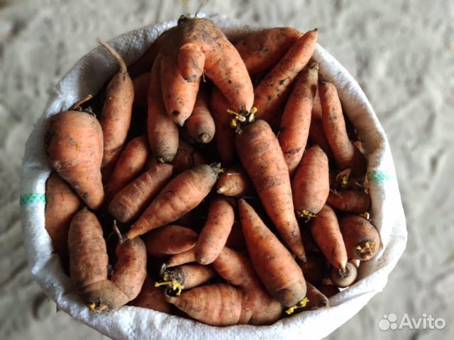 Второй сорт морковь купить на Зозу.ру - фотография № 1