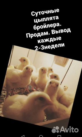 Цыплята бройлера кобб500 купить на Зозу.ру - фотография № 1
