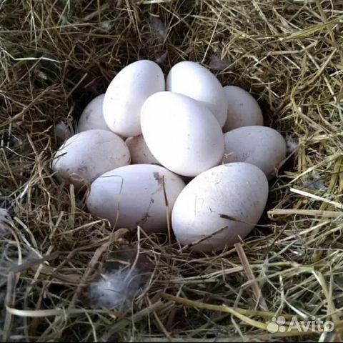 Инкубационные гусиные яица купить на Зозу.ру - фотография № 1