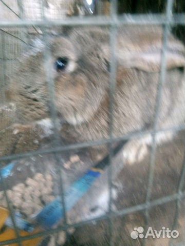 Продам кроликов на разведение или мясо купить на Зозу.ру - фотография № 4