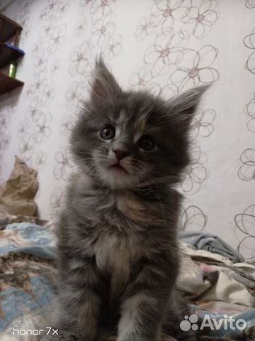 Котёнок Мейн-куна купить на Зозу.ру - фотография № 3