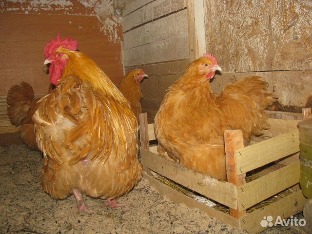 Цыплята, инкубационное яйцо купить на Зозу.ру - фотография № 7