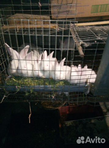 Кролики породы Паннон купить на Зозу.ру - фотография № 5