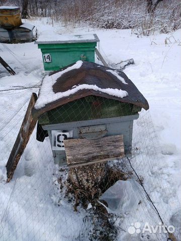 Улей, Пчёлы,Пчелопакеты,Семьи пчел купить на Зозу.ру - фотография № 4