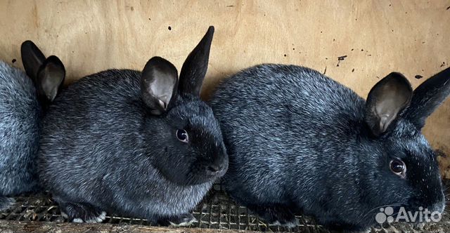 Кролики серебристые, калифорнийские еврики купить на Зозу.ру - фотография № 4
