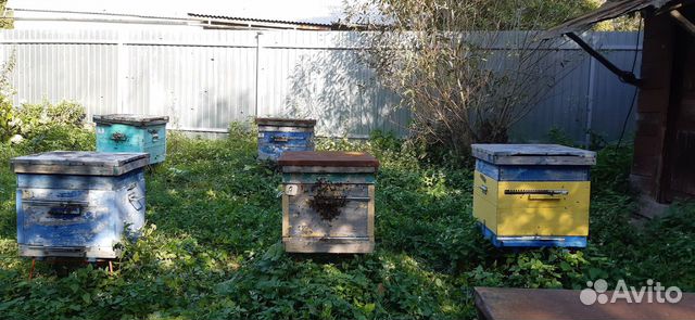Отводки пчелиных семей купить на Зозу.ру - фотография № 5