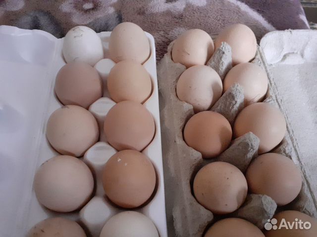 Инкубационные яйца,цыплята и индоутята под заказ купить на Зозу.ру - фотография № 6