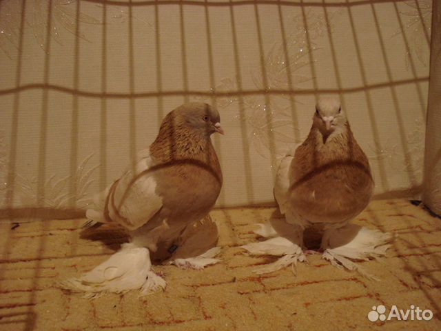 Продажа голубей купить на Зозу.ру - фотография № 3