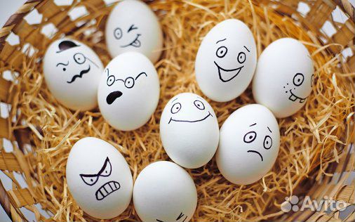 Бройлеры кобб 500 яйцо на инкубацию купить на Зозу.ру - фотография № 1