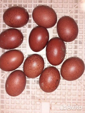 Инкубационное яйцо марана, гилянских кур купить на Зозу.ру - фотография № 1