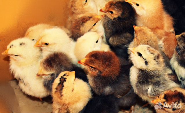 Суточные цыплята деревенской несушки 20-21 марта купить на Зозу.ру - фотография № 1