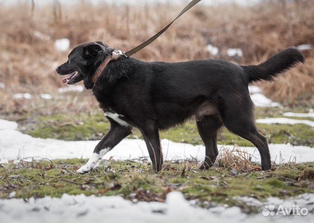 Активный и позитивный пёс ищет семью купить на Зозу.ру - фотография № 5