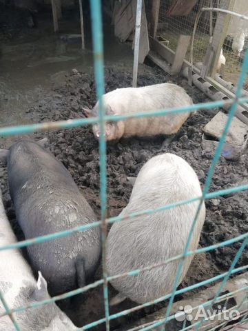Свиньи купить на Зозу.ру - фотография № 3