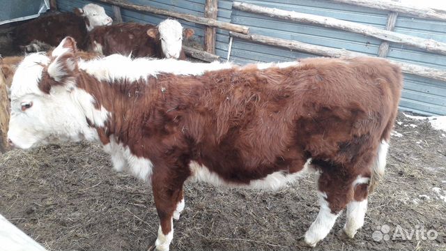 Продам корову 3 года с теленком 8 месяцев (телка) купить на Зозу.ру - фотография № 2