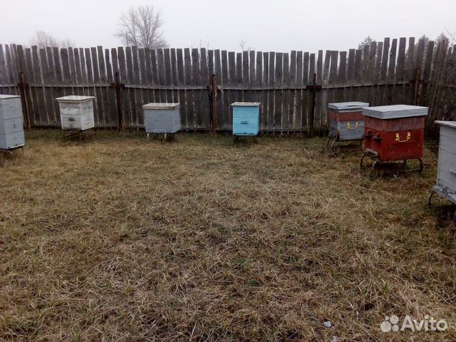 Продаются ульи с пчёлами купить на Зозу.ру - фотография № 3