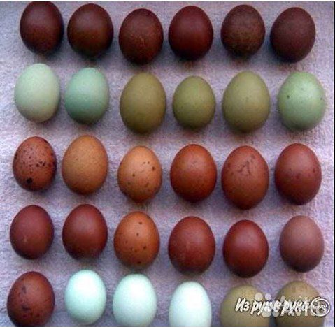 Цыпушки для цветного яйца купить на Зозу.ру - фотография № 1
