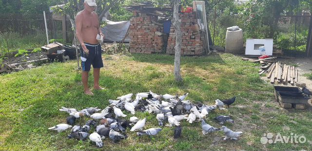 Продаю голубей Вся Азия оптом в связи с переездом купить на Зозу.ру - фотография № 3