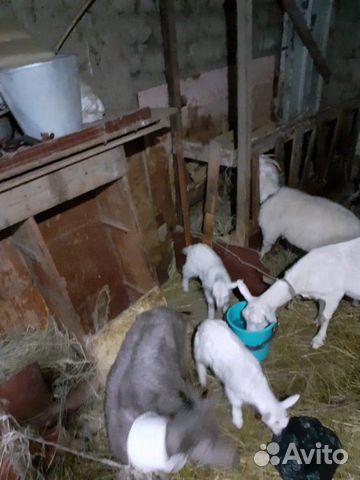 Продаются козы купить на Зозу.ру - фотография № 7