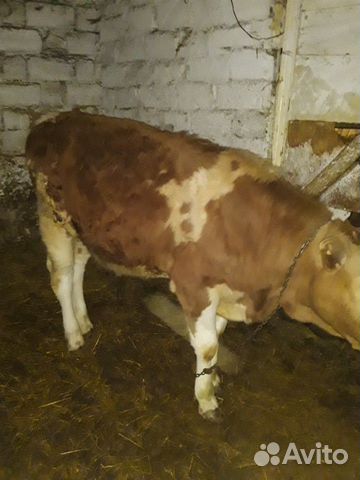 Корова и бычек на (доращивание) купить на Зозу.ру - фотография № 5