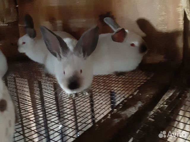 Калифорнииские крольчата купить на Зозу.ру - фотография № 6