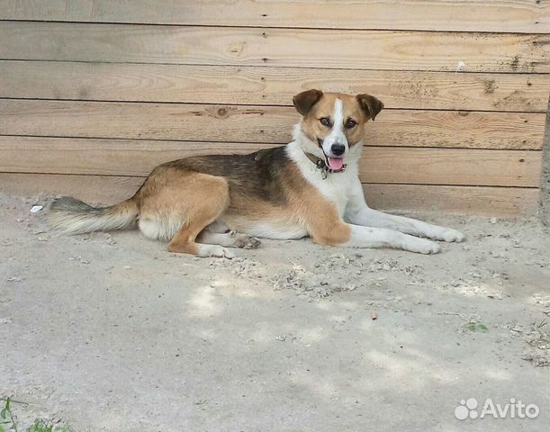 Бродячие собаки в москве. Кобель. Стрижка дворняги до и после. Найдена собака растущий. Новорожденный щенок метис шарпея.
