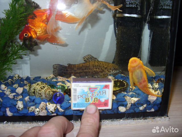 Продам рыбок купить на Зозу.ру - фотография № 3