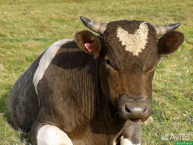Продам корову и бычка на мясо купить на Зозу.ру - фотография № 1