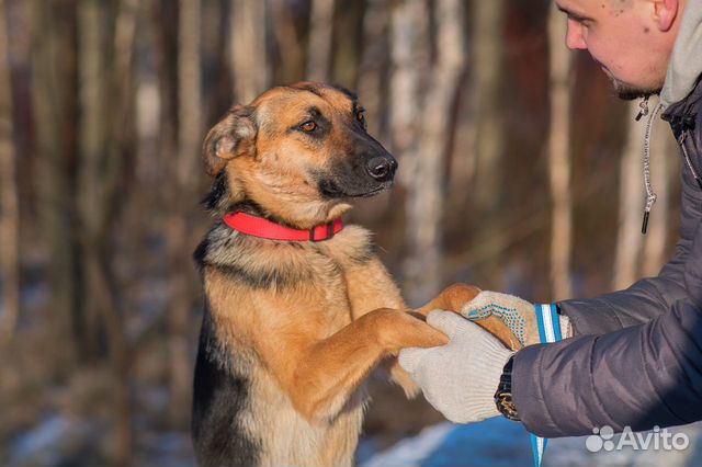 Элис собака в добрые руки купить на Зозу.ру - фотография № 3